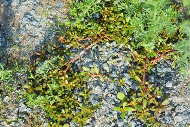 Parlak ve renkli çimenler, peyzaj, çayırda büyüyen yabani otlar. Bitkiler, toprak ve lanshawt ekim ayındaki sonbahar güneşi tarafından aydınlatıldı..