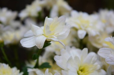 Parlak renkli sonbahar çiçekleri, alışılmadık şekil ve doku. Beyaz düğün kasımpatıları bir bukette hayat verir..
