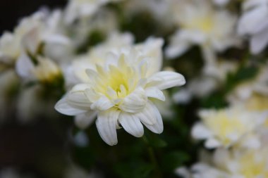Parlak renkli sonbahar çiçekleri, alışılmadık şekil ve doku. Beyaz düğün kasımpatıları bir bukette hayat verir..