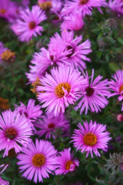 Barevné Podmanivé Purpurové Růžové Květy Ozářené Podzimním Sluncem Tyto Květiny — Stock fotografie