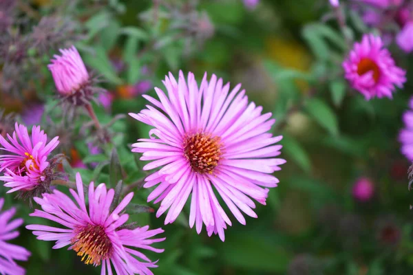 Colorati Accattivanti Fiori Viola Rosa Settanta Illuminati Dal Sole Autunnale — Foto Stock