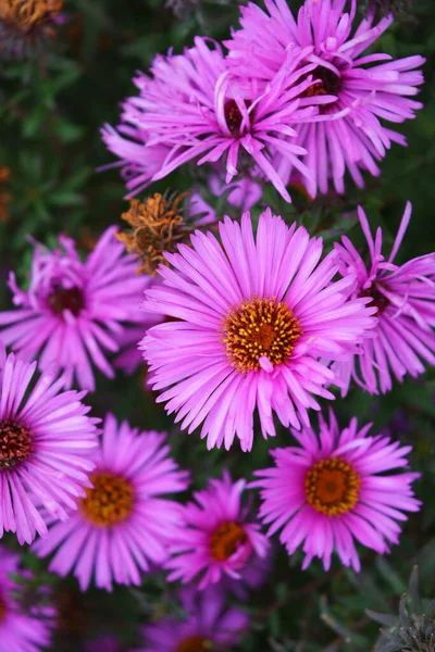 Colorful Captivating Purple Pink Septench Flowers Illuminated Autumn Sun Flowers — Stock Photo, Image