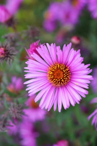 Colorida Cativante Roxo Rosa Septench Flores Iluminadas Pelo Sol Outono — Fotografia de Stock