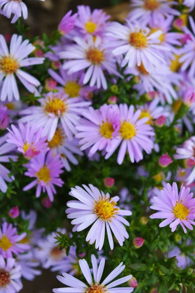 Delicadas Flores Roxas Rosa Septenchins Iluminados Pelo Sol Outono Flores — Fotografia de Stock