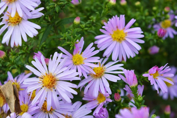 Delikata Lila Och Rosa Blommor Septenchiner Upplysta Höstsolen Ovanliga Blommor — Stockfoto