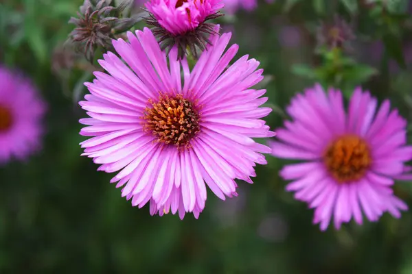 Colorful Captivating Purple Pink Septench Flowers Illuminated Autumn Sun Flowers — Stock Photo, Image