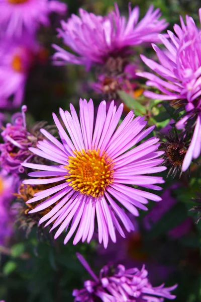 Colorful Captivating Purple Pink Septench Flowers Illuminated Autumn Sun Flowers — Stock Photo, Image