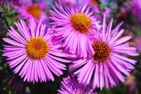 Farbenfrohe Und Bezaubernde Lila Rosa Septenzblüten Die Von Der Herbstsonne — Stockfoto