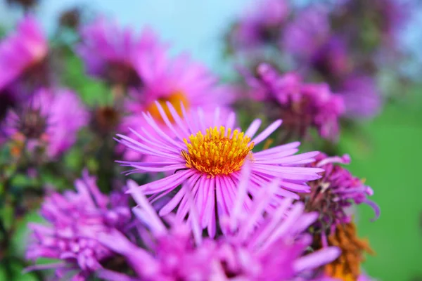 Colorati Accattivanti Fiori Viola Rosa Settanta Illuminati Dal Sole Autunnale — Foto Stock