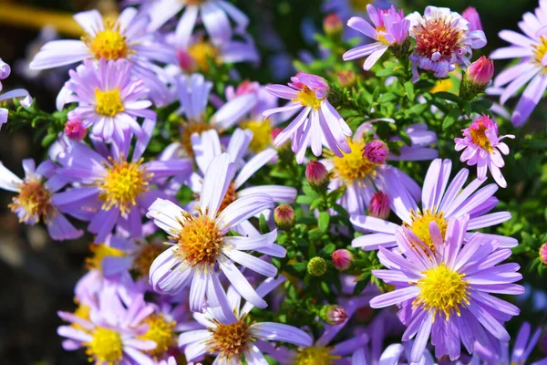 Zarte Lila Und Rosa Blüten Aus Septenchinen Die Von Der — Stockfoto