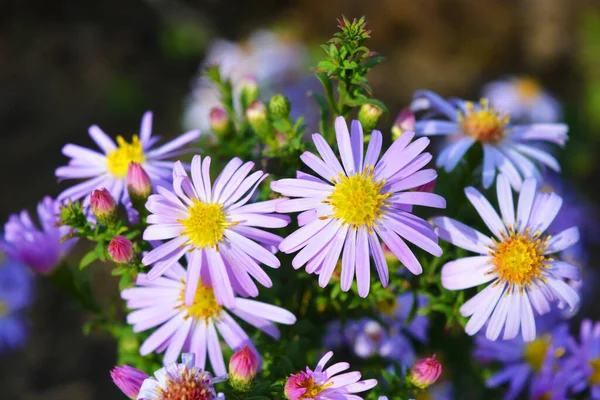 Delikata Lila Och Rosa Blommor Septenchiner Upplysta Höstsolen Ovanliga Blommor — Stockfoto