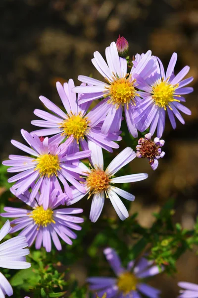 Delicati Fiori Viola Rosa Septenchin Illuminati Dal Sole Autunnale Fiori — Foto Stock