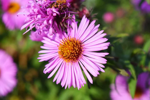 Colorati Accattivanti Fiori Viola Rosa Settanta Illuminati Dal Sole Autunnale — Foto Stock