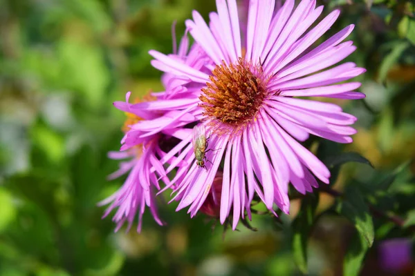 Colorati Accattivanti Fiori Viola Rosa Settanta Illuminati Dal Sole Autunnale — Foto Stock