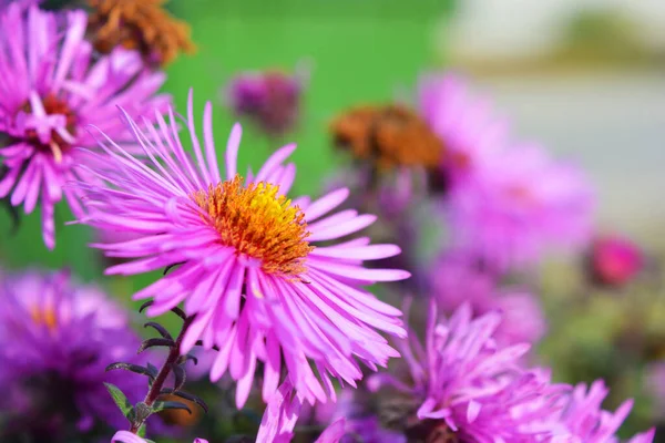 Colorati Accattivanti Fiori Viola Rosa Settanta Illuminati Dal Sole Autunnale — Foto Stock