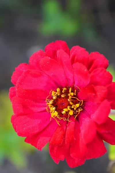 Large Colorful Red Scarlet Crimson Flowers Majors Blooming Autumn Growing — Stock Photo, Image