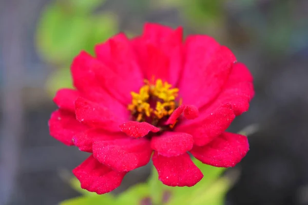Grande Colorido Vermelho Escarlate Flores Carmesim Majors Florescendo Outono Crescendo — Fotografia de Stock