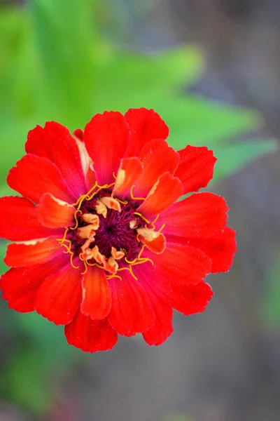 Grande Colorido Vermelho Escarlate Flores Carmesim Majors Florescendo Outono Crescendo — Fotografia de Stock