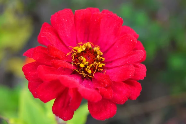 Grande Colorido Vermelho Escarlate Flores Carmesim Majors Florescendo Outono Crescendo — Fotografia de Stock