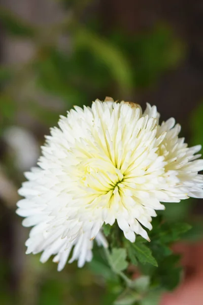 秋にウクライナの国 ドニプロの街の通りに沿って成長する淡い白と美しい菊 これらの花は良い匂いがし 大きな花を持つ背の高い茂みとして成長します — ストック写真