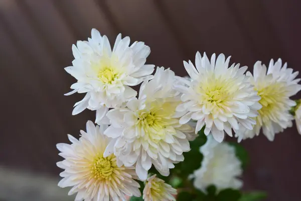 Chrysanthèmes Blancs Clairs Charmants Poussant Long Rue Ville Dnipro Pays — Photo