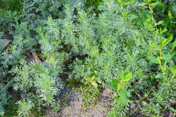 Helles Und Buntes Gras Gartengestaltung Wildes Gras Mit Unkraut Das — Stockfoto