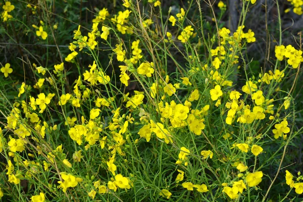 Une Plante Dangereuse Les Mauvaises Herbes Sauvages Buttercup Caustique Cécité — Photo