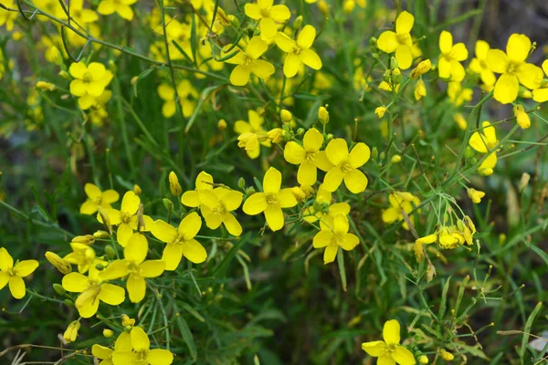 Uma Planta Perigosa Ervas Daninhas Selvagens Buttercup Cáustico Cegueira Noturna — Fotografia de Stock