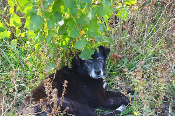 A wandering black dog, without a good master and a good life, lies among the grass.