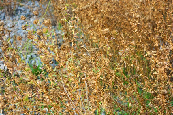 Secchezza Arbusti Secchi Fiori Oro Dopo Estate Secca Fine Ottobre — Foto Stock