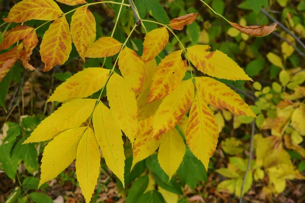 Large Unusual Yellow Leaves Growing Maple Branches Late October — Stock Photo, Image