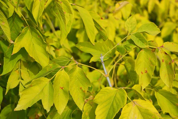 Folhas Amarelas Grandes Incomuns Crescendo Ramos Bordo Final Outubro — Fotografia de Stock