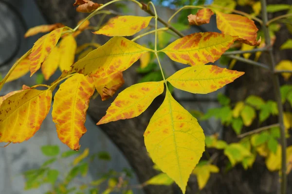 Folhas Amarelas Grandes Incomuns Crescendo Ramos Bordo Final Outubro — Fotografia de Stock