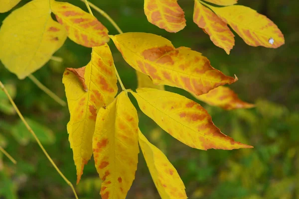 Large Unusual Yellow Leaves Growing Maple Branches Late October — Stock Photo, Image