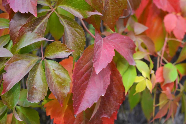 色彩艳丽的秋天树叶生长在白色混凝土石墙上 褐色的叶子随机排列在秋天的背景上 — 图库照片