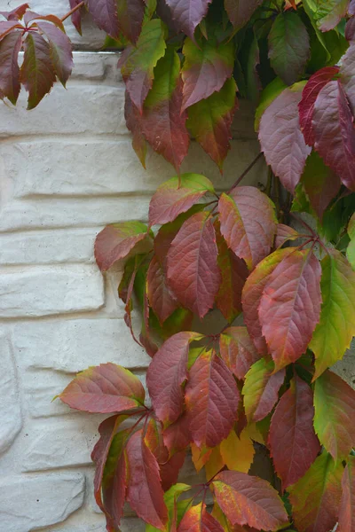 Heldere Kleurrijke Herfstbladeren Groeien Een Wit Betonnen Stenen Hek Rode — Stockfoto