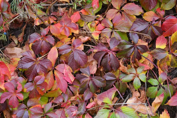 Hojas Otoño Colores Brillantes Que Crecen Una Valla Piedra Hormigón —  Fotos de Stock