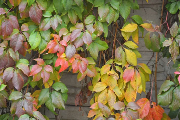 白いコンクリート製の石垣の上に鮮やかな紅葉が広がっています 茶色の葉は秋の背景にランダムに配置されます — ストック写真