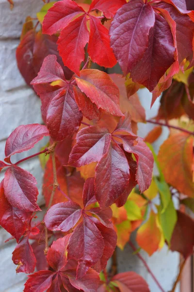 Heldere Kleurrijke Herfstbladeren Groeien Een Wit Betonnen Stenen Hek Rode — Stockfoto