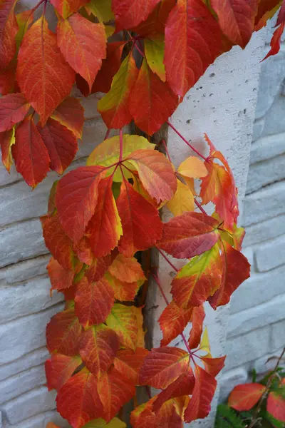 Hojas Otoño Colores Brillantes Que Crecen Una Valla Piedra Hormigón —  Fotos de Stock