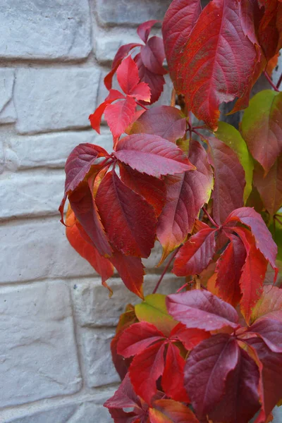 色彩艳丽的秋天树叶生长在白色混凝土石墙上 褐色的叶子随机排列在秋天的背景上 — 图库照片