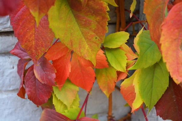 Hojas Otoño Colores Brillantes Que Crecen Una Valla Piedra Hormigón —  Fotos de Stock