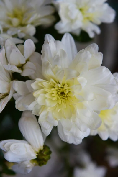 Ljusa Färgglada Höstblommor Ovanlig Form Och Struktur Vita Bröllop Krysantemum — Stockfoto