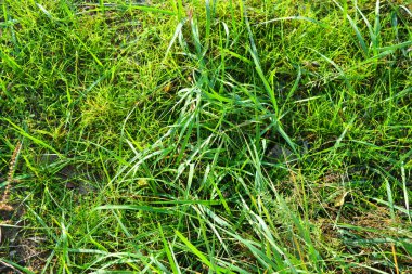 Uzun, sulu, parlak yeşil çimenler sonbahar güneşi tarafından ısıtılıp parlatılıyor..
