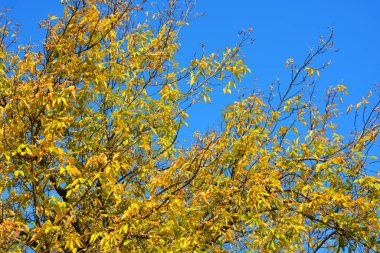 Ağaçların dallarından sarkan uzun sarı-yeşil akçaağaç yaprakları ve parlak sonbahar güneşi tarafından aydınlatılıyor. Yaşayan yaprakların çok parlak sonbahar doğal arka planı, Kasım ayının olağanüstü izlenimleri..