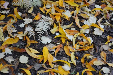 Düşmüş kuru sarı, portakal, kırmızı viburnum, şeftali, elma ağaçları Kasım 'da kara dünyayı bir halıyla kapladı..