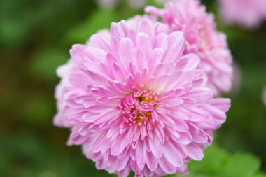 Dnipro şehrinin caddesinde büyüyen Ukrayna kasımpatılarının parlak ve renkli uzun çalıları. Büyük mor sonbahar çiçekleri, parlak ve unutulmaz bir doğanın arka planına kurulur..