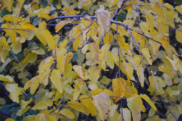 November Herfstdagen Met Sombere Luchten Weer Vergeelde Bomen Koele Grond — Stockfoto