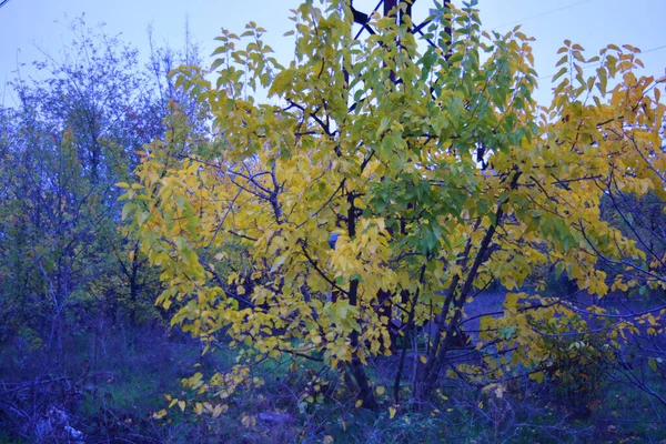 November Autumn Days Gloomy Skies Weather Yellowed Trees Cool Ground — Stock Photo, Image