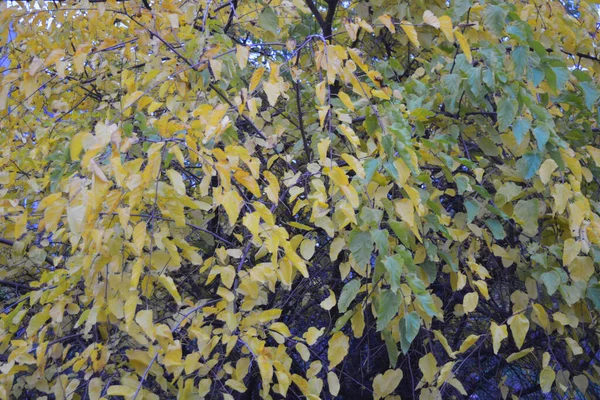 Novembre Jours Automne Avec Ciel Sombre Temps Les Arbres Jaunis — Photo